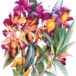 orchid-medley