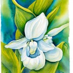 white-orchid0